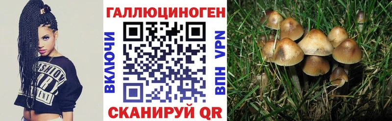 где купить наркоту  Хадыженск  мега tor  Псилоцибиновые грибы GOLDEN TEACHER 